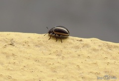 Desmogramma
