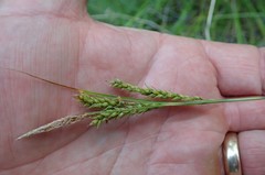 Carex mendocinensis