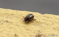 Desmogramma