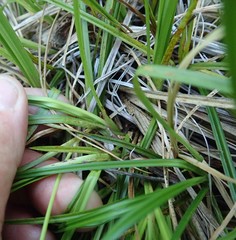 Carex mendocinensis