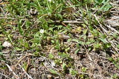Cerastium holosteoides