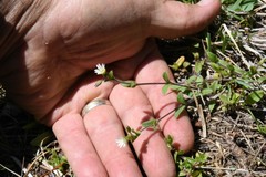 Cerastium holosteoides