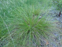 Carex mendocinensis