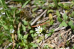 Cerastium holosteoides