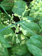 Neottia convallarioides