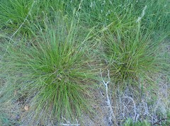 Carex mendocinensis