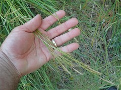 Carex mendocinensis