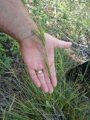 Carex mendocinensis