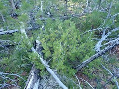 Quercus vacciniifolia