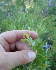 Quercus vacciniifolia