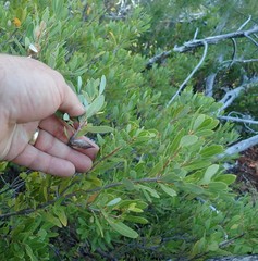 Quercus vacciniifolia