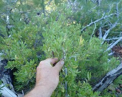 Quercus vacciniifolia
