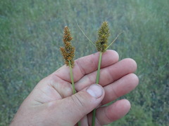 Carex densa