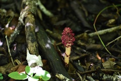 Bdallophytum oxylepis