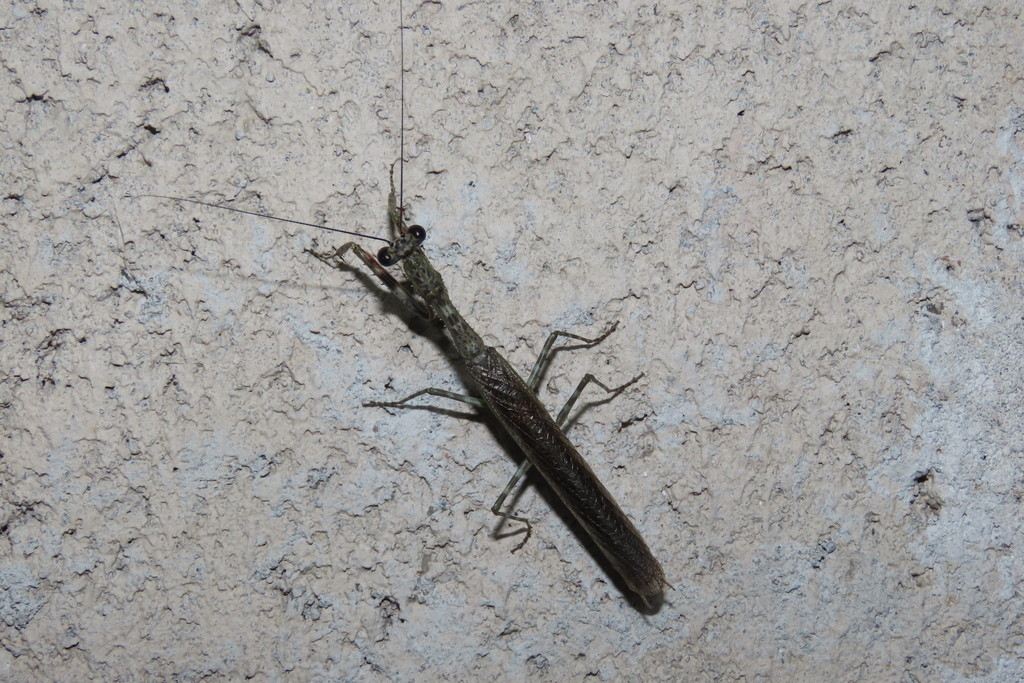Xystropeltis