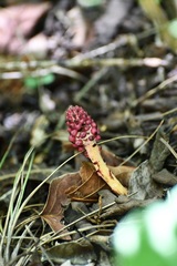 Bdallophytum oxylepis