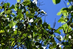 Croton guatemalensis