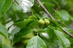 Sebastiania adenophora