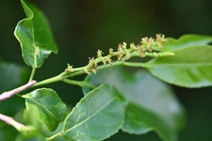 Sebastiania adenophora