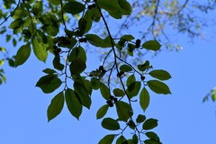 Sebastiania adenophora