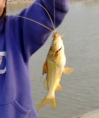 Pimelodus maculatus