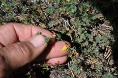 Acmispon decumbens