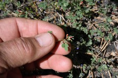 Acmispon decumbens