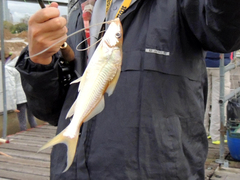 Iheringichthys labrosus