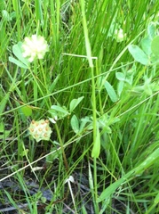 Trifolium cyathiferum