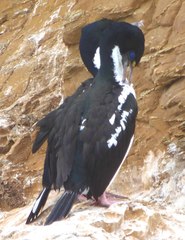 Leucocarbo carunculatus