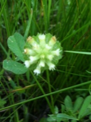 Trifolium cyathiferum