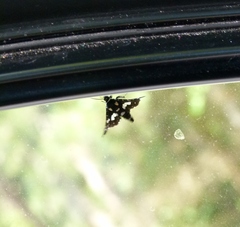 Pseudothyris sepulchralis