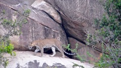 Panthera pardus kotiya