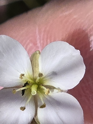 Image of Heliophila variabilis by (c) Jo Roberts, some rights reserved (CC BY)