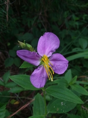 Rhexia mariana interior