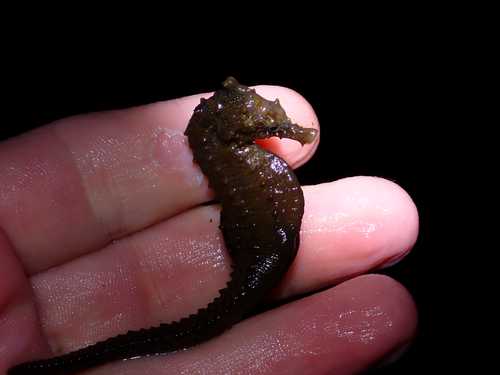 Northern Seahorse photographed in New Jersey