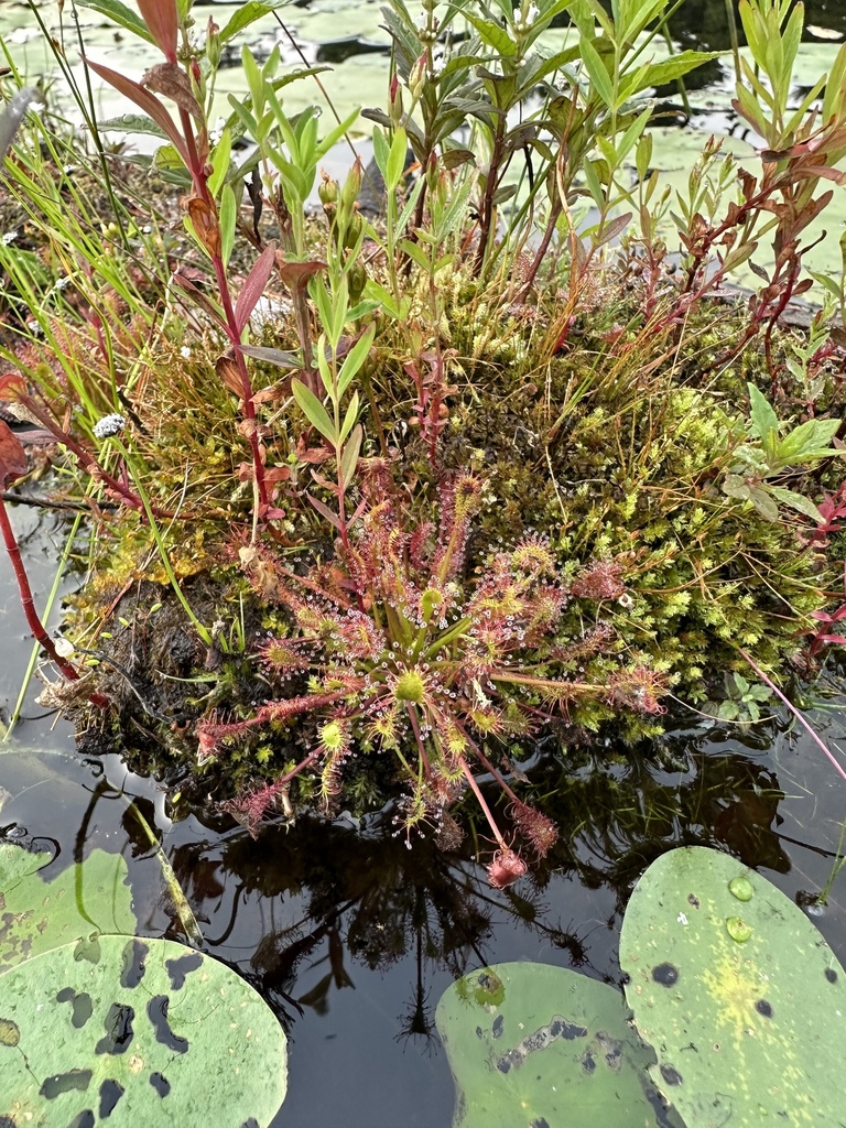 spoonleaf sundew in August 2024 by Jolie · iNaturalist