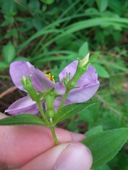 Rhexia mariana interior