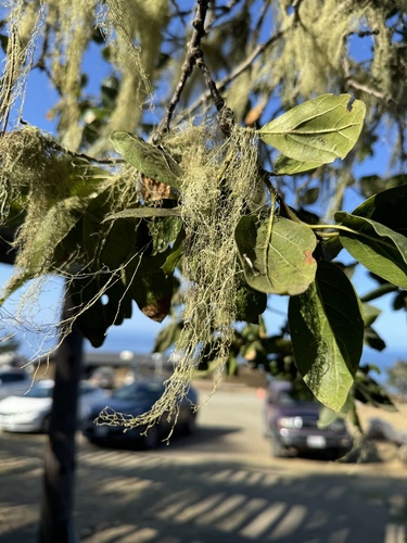 iNaturalist observation photo of lace lichen