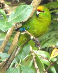 Cyanoramphus auriceps