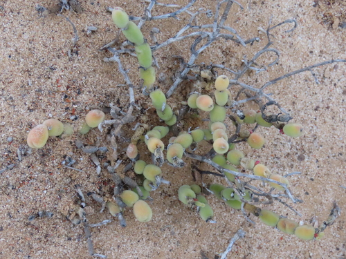 Mesembryanthemum kuntzei (Mesembryanthemum kuntzei)