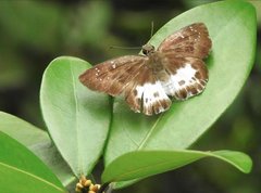 Tagiades menaka