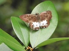 Tagiades menaka