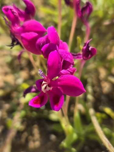 Image of Lapeirousia silenoides by (c) Jo Roberts, some rights reserved (CC BY)