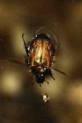Anomala dubia