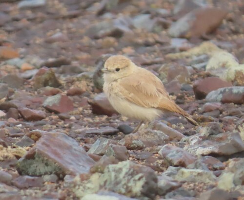 Gray's Lark (Ammomanopsis grayi), photo 8