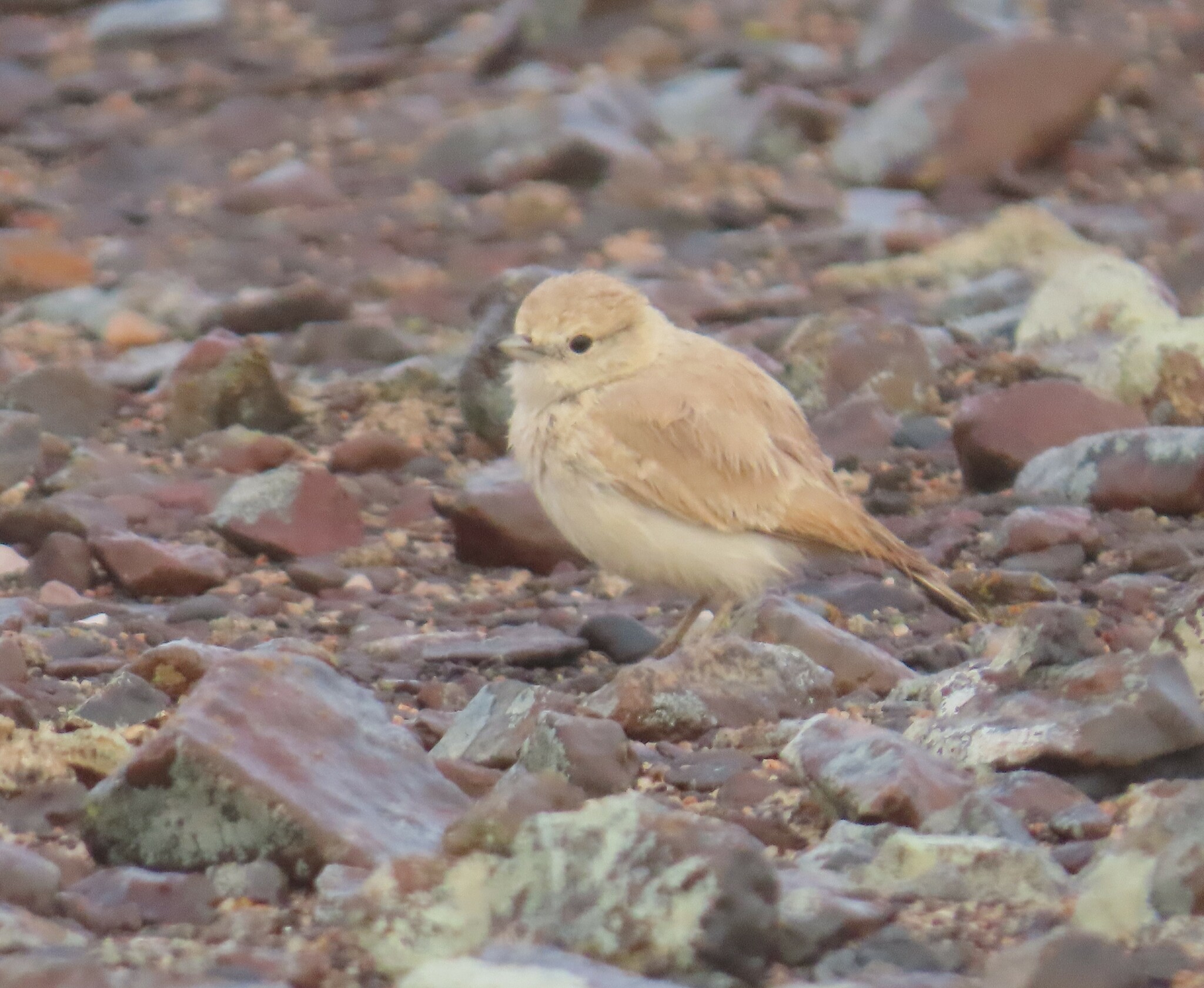 Gray's Lark (Ammomanopsis grayi), photo 3