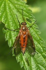 Rhagio