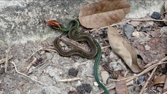 Drymobius margaritiferus margaritiferus