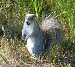 Sciurus niger cinereus